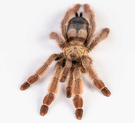 Птицеед Панамская блондинка (Psalmopoeus pulcher) от магазина ExoLife