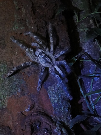 Орнаментальный птицеед (Poecilotheria ornata)