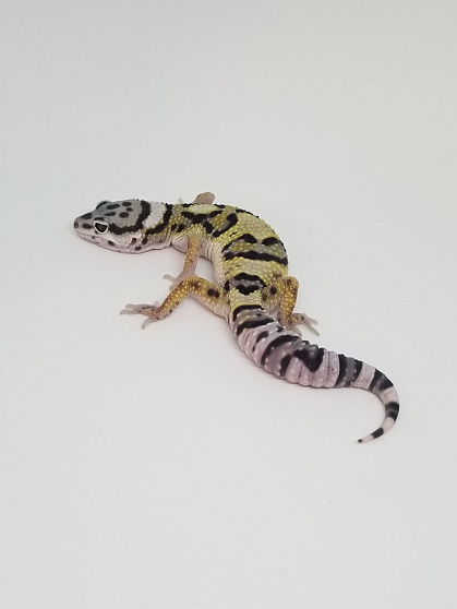 Эублефар Mack Snow het Hypo p/het Albino от магазина ExoLife