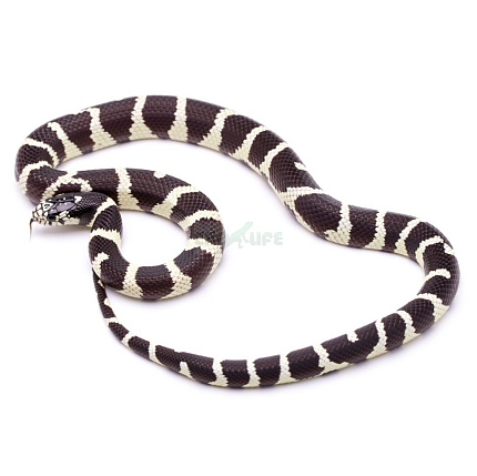 Королевская змея калифорнийская (Lampropeltis getulus californiae) от магазина ExoLife