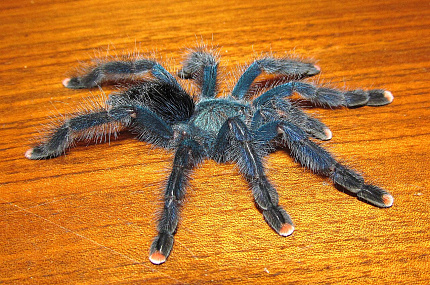 Древесный птицеед Герольда (Avicularia geroldi)