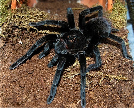 Птицеед (Pamphobeteus nigricolor) от магазина ExoLife