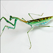 Богомол-зебра (Omomantis zebrata)