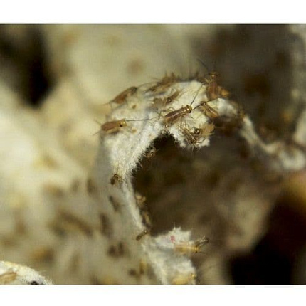 Домовой сверчок (Acheta domesticus) - пыль подрощенная (3-4мм) ~ 500 штук от магазина ExoLife