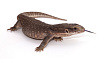 Капский варан (Varanus exanthematicus)