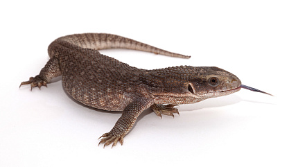Капский варан (Varanus exanthematicus) от магазина ExoLife
