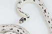 Калифорнийская королевская змея High White