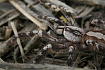Индийский орнаментальный птицеед (Poecilotheria regalis)