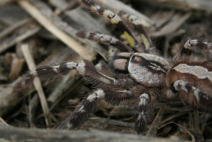 Индийский орнаментальный птицеед (Poecilotheria regalis)