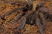 Кубинский бронзовый птицеед (Phormictopus auratus)