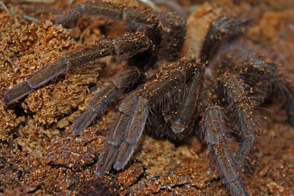 Кубинский бронзовый птицеед (Phormictopus auratus)