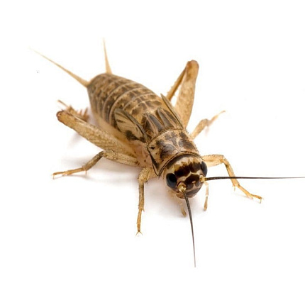Домовой сверчок (Acheta domesticus) - 1-1.5 см от магазина ExoLife