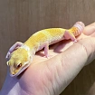 Эублефар Bell Albino Eclipse het RAPTOR