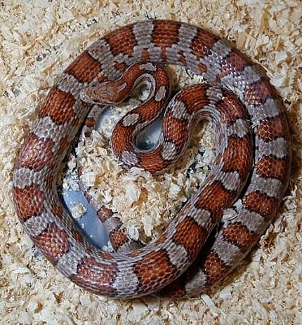 Маисовый полоз (морфа Crimson) от магазина ExoLife