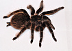 Птицеед (Brachypelma albopilosum)