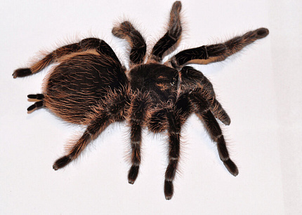 Птицеед (Brachypelma albopilosum) от магазина ExoLife