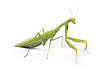 Африканский древесный богомол (Sphodromantis viridis)