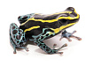 Пятнистый древолаз (Dendrobates tinctorius Cobalt)