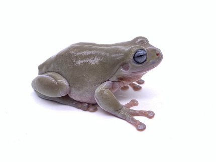 Австралийские квакши, морфные (Litoria caerulea) от магазина ExoLife