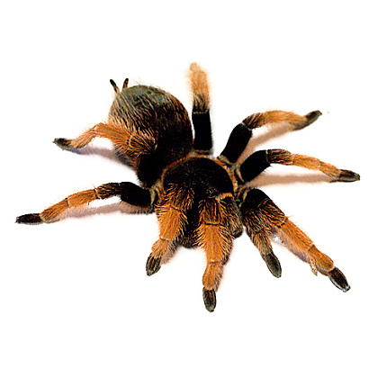 Птицеед Брахипельма Клааси (Brachypelma klaasi) от магазина ExoLife