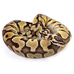 ПОД ЗАКАЗ: Королевский питон Python regius (Enchi Pastel Gravel)