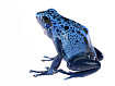 Голубой древолаз (Tinctorius azureus)
