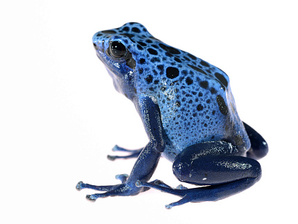 Голубой древолаз (Tinctorius azureus) от магазина ExoLife