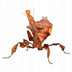 Богомол-призрак (Phyllocrania paradoxa)