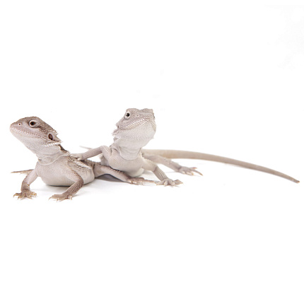 ПОД ЗАКАЗ: Бородатая агама "Hypo Zero" (Pogona vitticeps) от магазина ExoLife