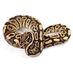 ПОД ЗАКАЗ: Королевский питон Python regius (Trick)
