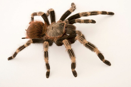 Птицеед (Nhandu chromatus) от магазина ExoLife
