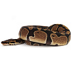 ПОД ЗАКАЗ: Королевский питон Python regius (Gravel)
