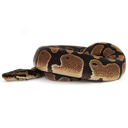 ПОД ЗАКАЗ: Королевский питон Python regius (Gravel) от магазина ExoLife