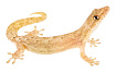 Траурный геккон (Lepidodactylus lugubris)