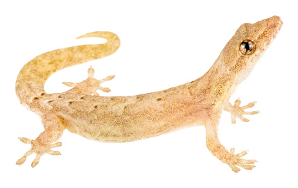 Траурный геккон (Lepidodactylus lugubris) от магазина ExoLife