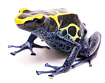 Пятнистый древолаз (Dendrobates tinctorius Cobalt)