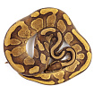 ПОД ЗАКАЗ: Королевский питон Python regius (Enchi Copper)