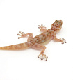 Вееропалый геккон (Ptyodactylus togoensis)