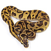 ПОД ЗАКАЗ: Королевский питон Python regius (Enchi Pastel Leopard)