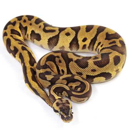 ПОД ЗАКАЗ: Королевский питон Python regius (Enchi Pastel Leopard) от магазина ExoLife