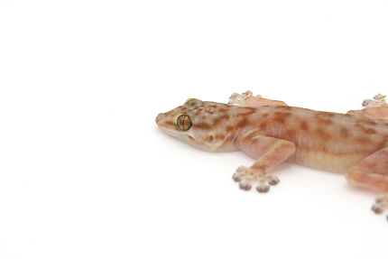 Вееропалый геккон (Ptyodactylus togoensis) от магазина ExoLife