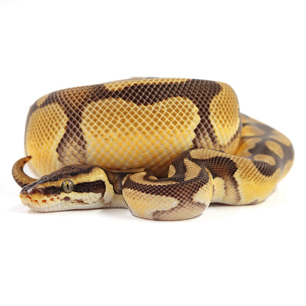 ПОД ЗАКАЗ: Королевский питон Python regius (Enchi Pastel Vanilla) от магазина ExoLife