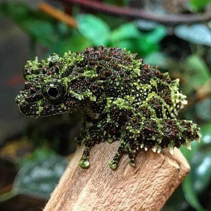 Вьетнамская моховая лягушка (Theloderma corticale) от магазина ExoLife