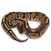 ПОД ЗАКАЗ: Королевский питон Python regius (Special)