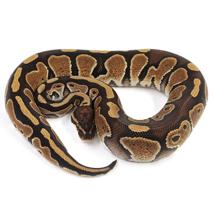 ПОД ЗАКАЗ: Королевский питон Python regius (Special) от магазина ExoLife