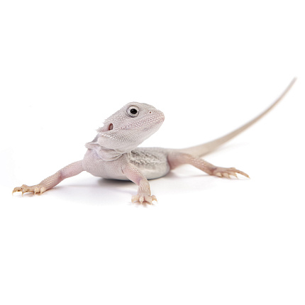 ПОД ЗАКАЗ: Бородатая агама "Zero Translucent" (Pogona vitticeps) от магазина ExoLife
