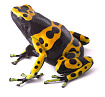 Священный древолаз (Dendrobates leucomelas)
