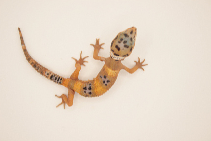 Эублефар Hypo Tangerine het Tremper Albino от магазина ExoLife