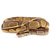 ПОД ЗАКАЗ: Королевский питон Python regius (Enchi Copper)