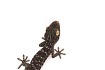 Геккон токи (Gekko gekko)
